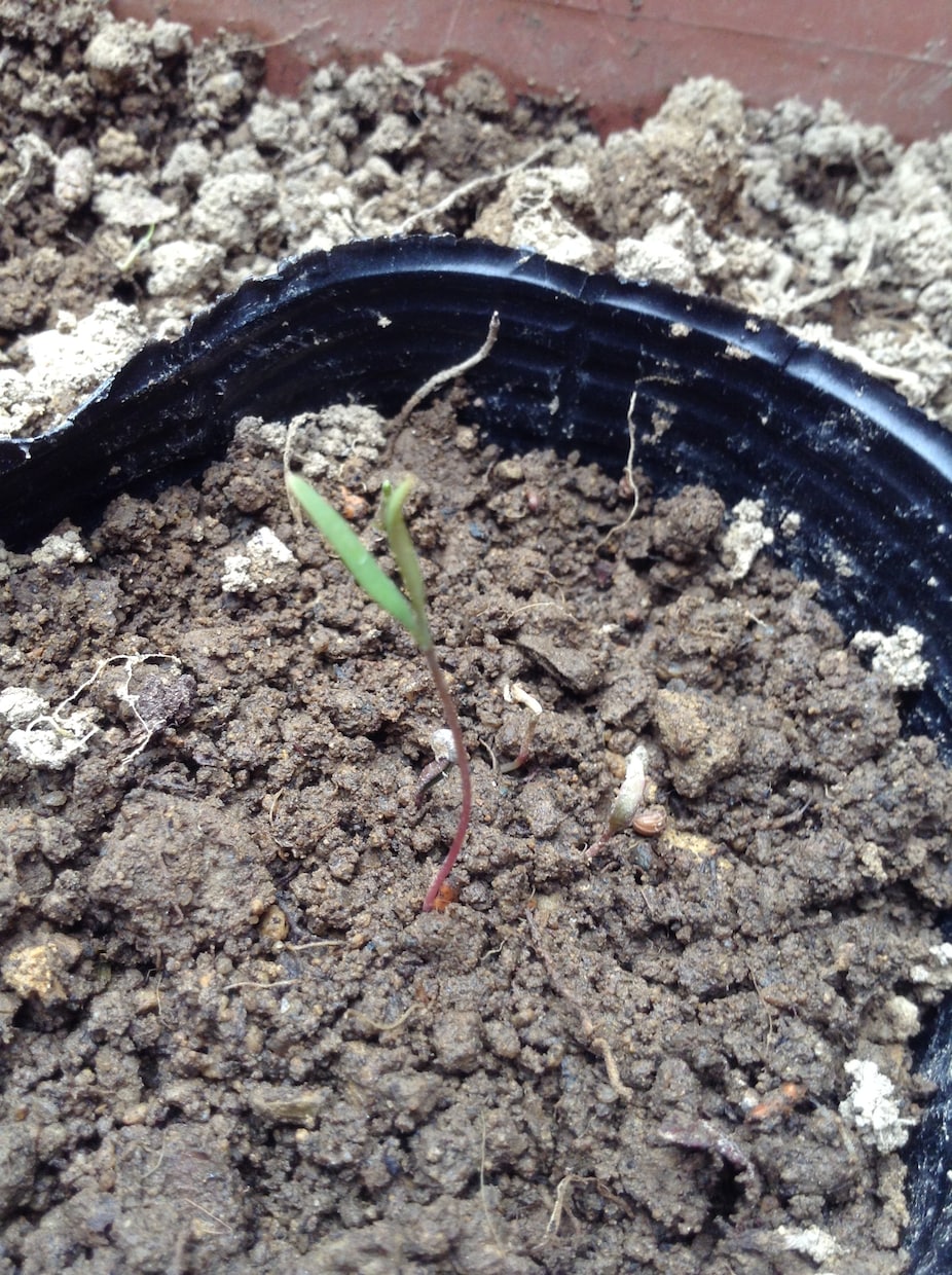 キヌアの芽出し方法教えます これから家庭菜園でキヌア栽培を検討されている方に‼︎ イメージ1