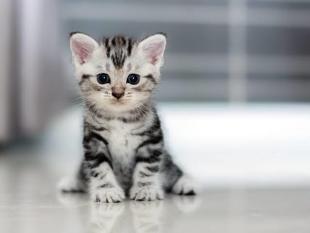 猫ちゃんへ募金します 救いたい命がある。世の中の猫達へ イメージ1