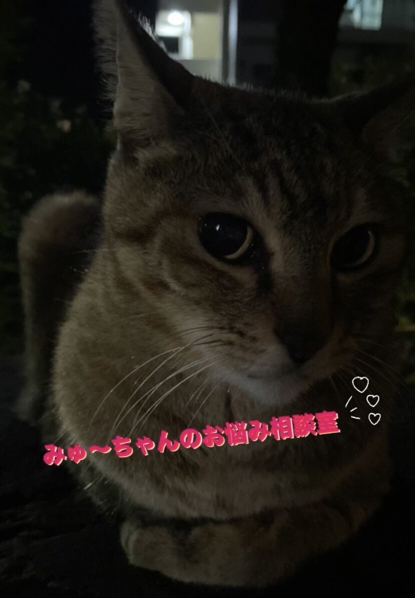 ペットの相談事承ります どうしたらいいか分からないあなたへ イメージ1