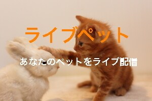 ライブペット。自宅等のペットをリアル配信します ペットをインターネットでリアル発信。低料金で簡単設置 イメージ1