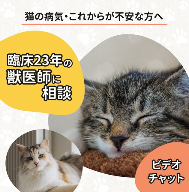 猫のケア。30分ビデオ通話で不安に寄り添います 愛猫のための、最善の選択を一緒に探しましょう！ イメージ1