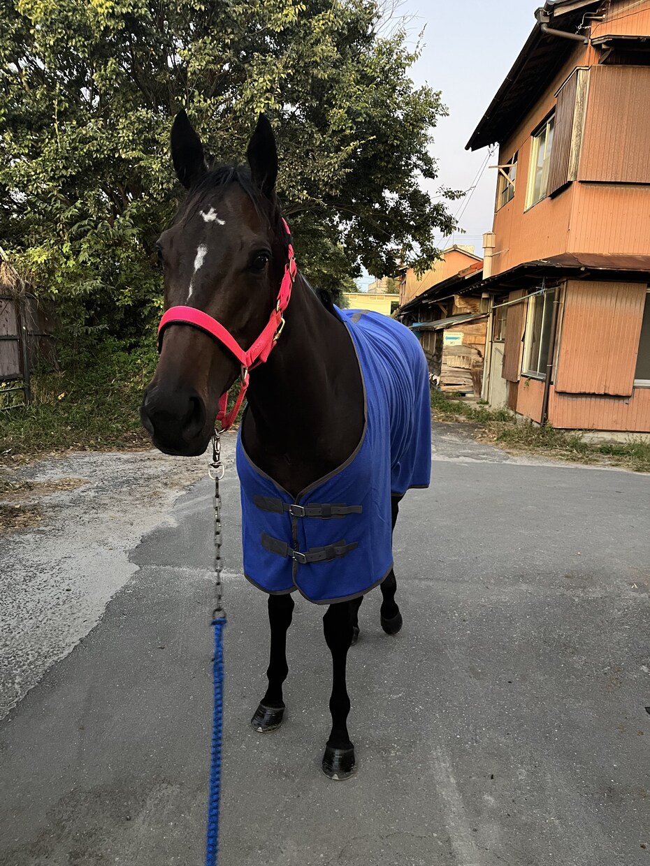 競馬・乗馬など馬についての質問に答えます 競馬予想に役立てたい事や乗馬でのコツなど！ イメージ1