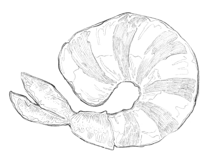 繊細で美しい小物の線画イラストを作成します 食べ物・花・小物のご依頼承ります。 イメージ3