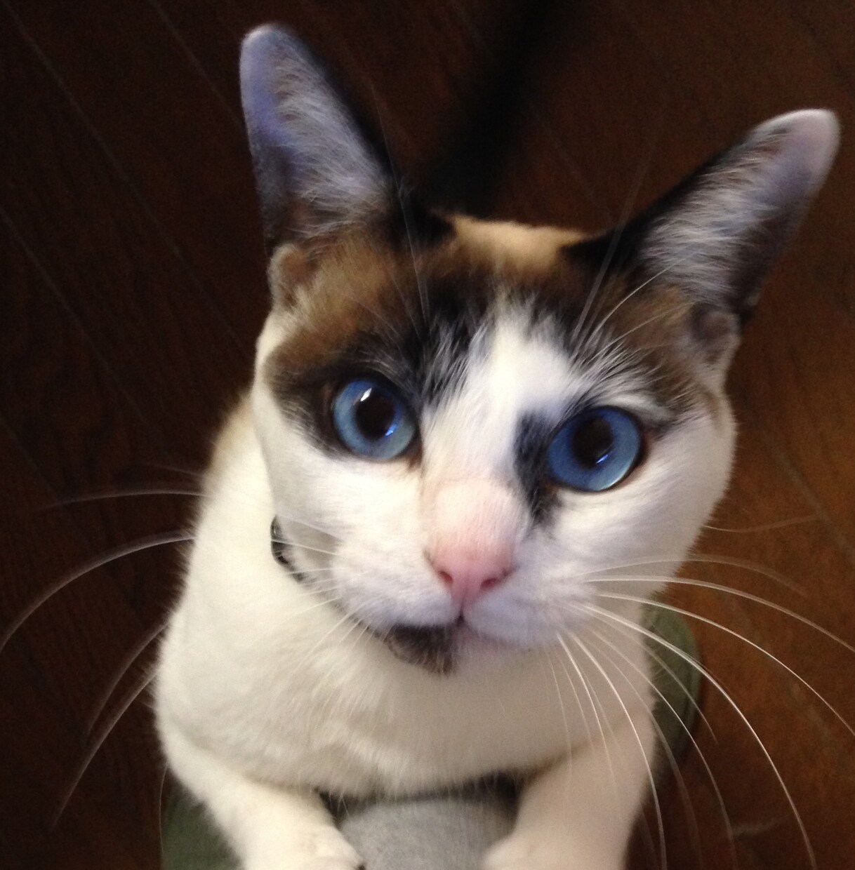現役猫ボラが猫の多頭飼育の相談にのります 40匹の猫と暮らす現役猫ボラがあらゆる問題を解決に導きます イメージ1