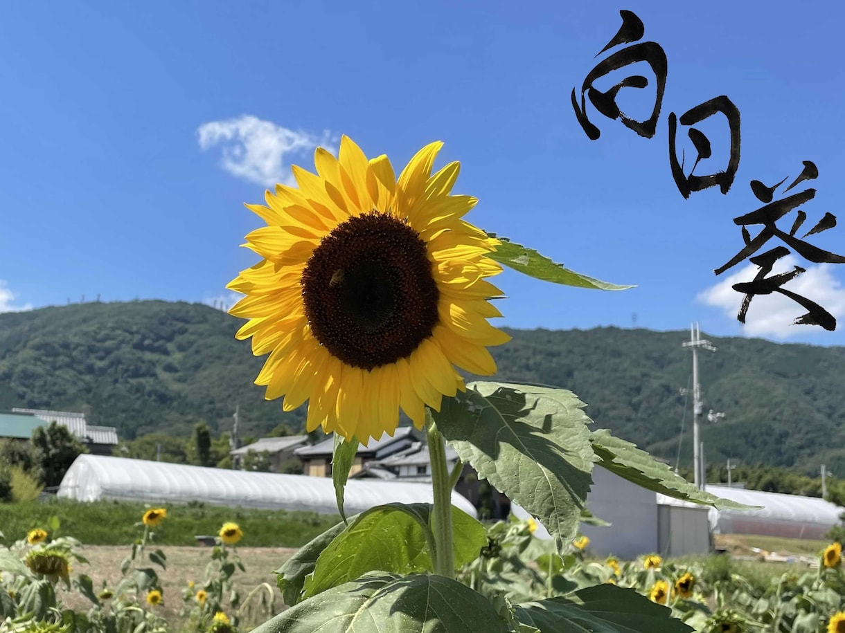 商用可能！唯一無二の毛筆ロゴを制作します オリジナルロゴが必要な方、書道作品データを利用したい方へ イメージ4