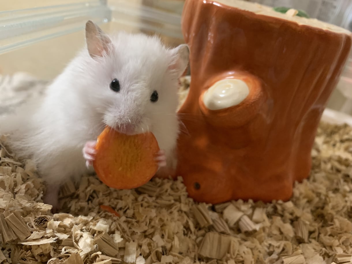 ハムスターの飼い方ご相談のります ハムスター迎えたいけど不安または迎えたけど悩まれてる方 イメージ4