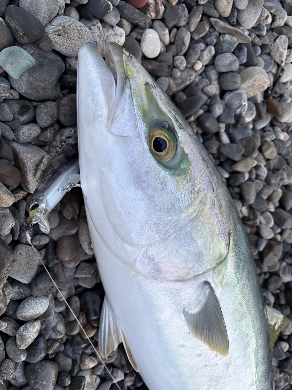 和歌山県で海釣りポイント教えます 海釣りで釣れるポイント釣れる魚教えます イメージ4