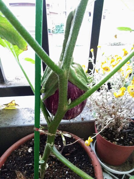 ベランダ菜園・家庭菜園をプロデュースします 初心者OK！必要な資材から育て方まで一括サポート！ イメージ7