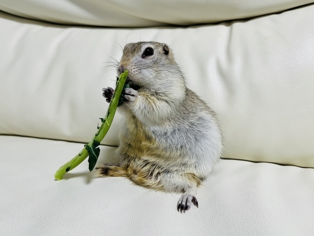 好き嫌いしない子♪に育つヒントをお伝えします 知ってると知らないとでは大違い☆〜離乳食開始前の心がけ♡ イメージ2