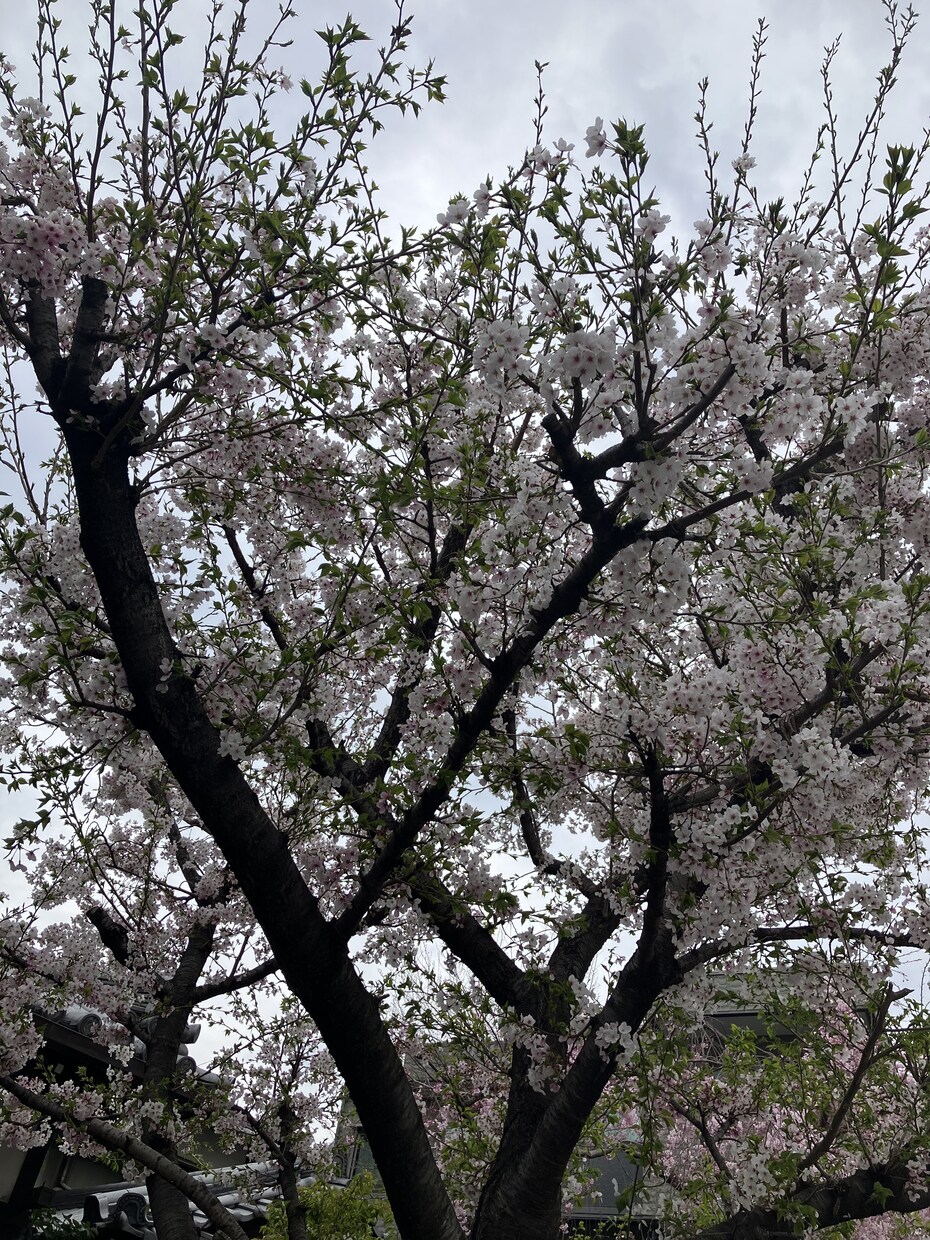 楽しいおしゃべりでポジティブパワーお裾分けします 関西弁で楽しくおしゃべりします！ イメージ1