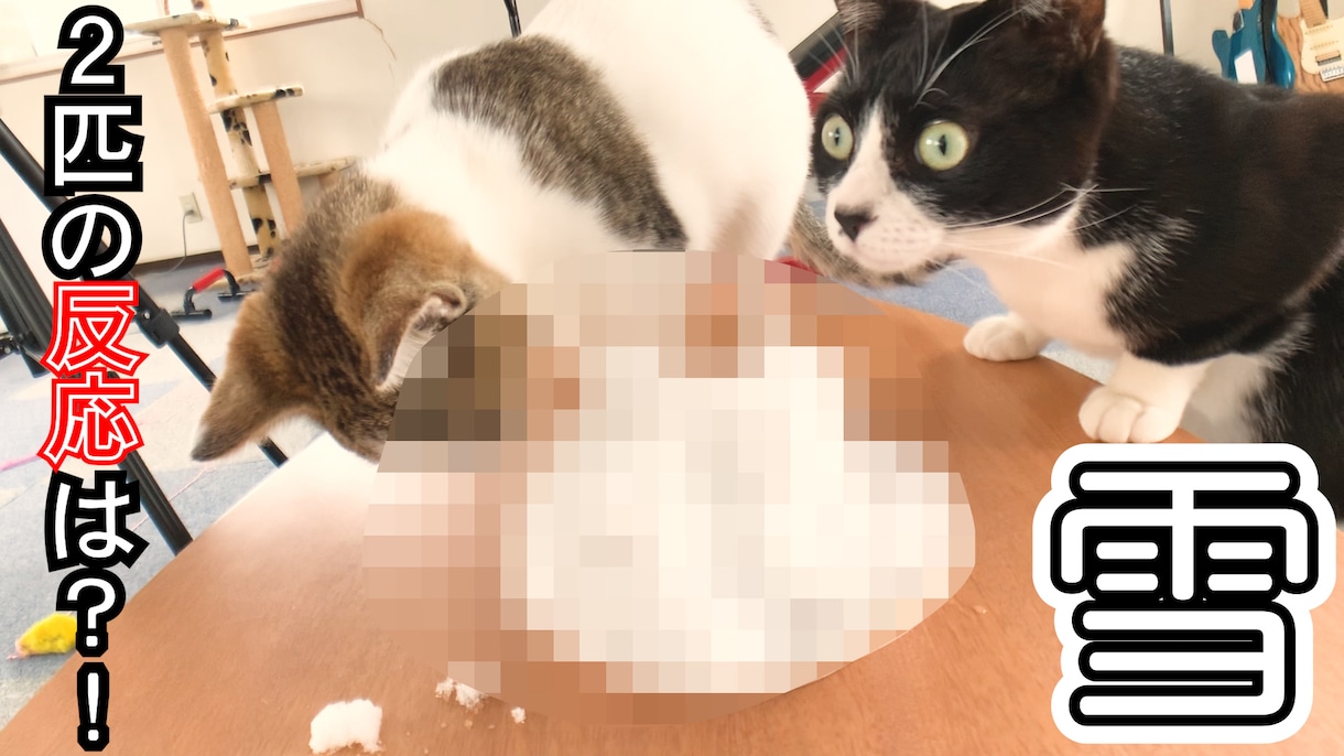 低価格で動画編集、サムネイル作成させて頂きます なるべく低コストで動画編集をして欲しい方へ！ イメージ2