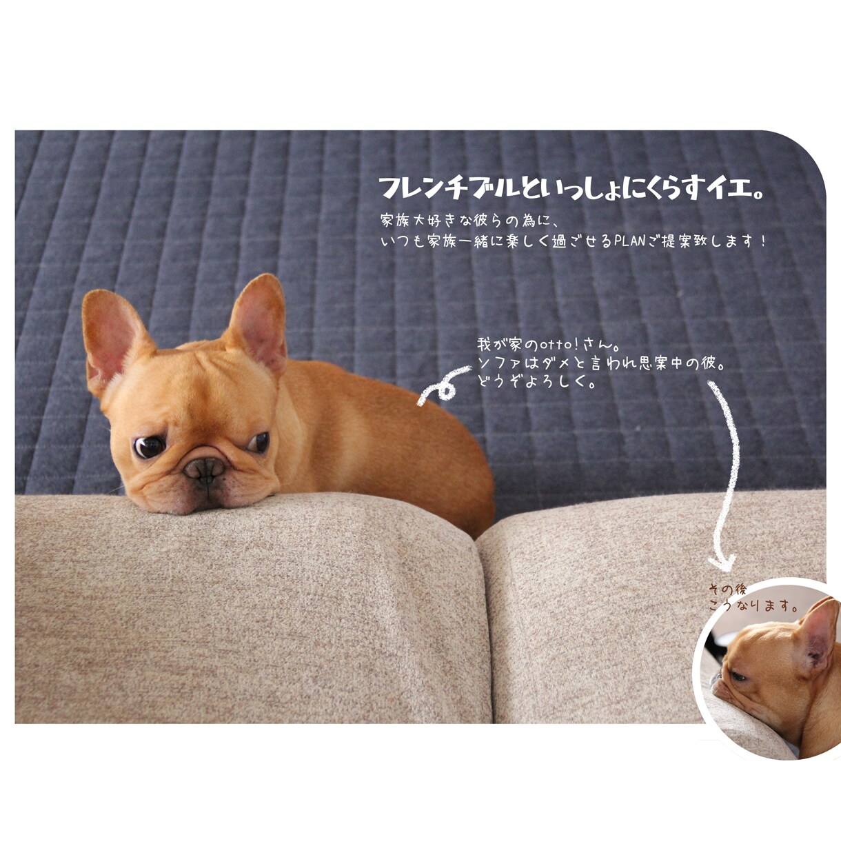 フレンチブルドッグと暮らす家のPLAN作ります 愛BUHIオーナーの私が一緒に、快適フレブルハウス考えます。 イメージ1