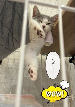 大切なペット写真集をペーパーバックで制作します 一緒に過ごす幸せ　癒しと笑顔の瞬間を写真集で残そう イメージ6