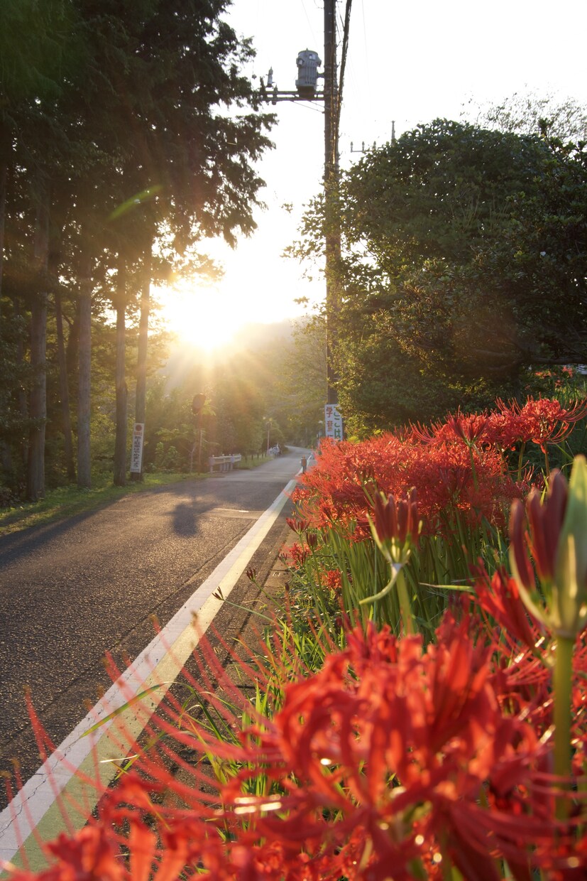 曼珠沙華の写真を掲載致します 撮影場所　〒350-1251 埼玉県日高市高麗本郷１２５−２ イメージ6