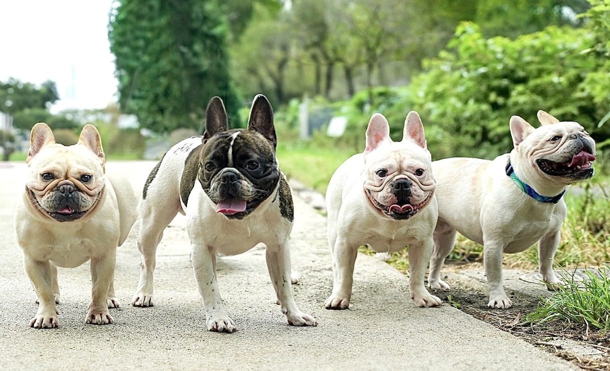 犬、猫、ペットの可愛い表情を撮影します ペットとの大切な日常の思い出を写真に残しませんか？ イメージ6