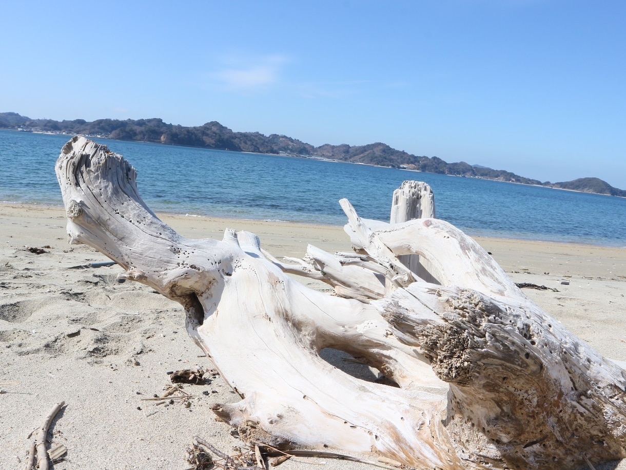 あなたの大切なペットの気持ちを鑑定します ペットの気持ちを【霊視・タロット】で鑑定し悩みを解決します。 イメージ5