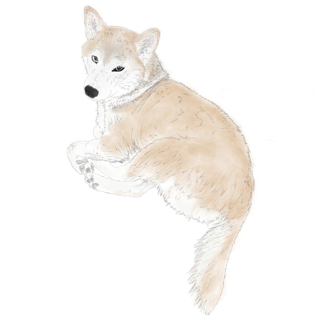 ペットな、線画を描きます うちの子線画。お写真を元にトレイスします イメージ2