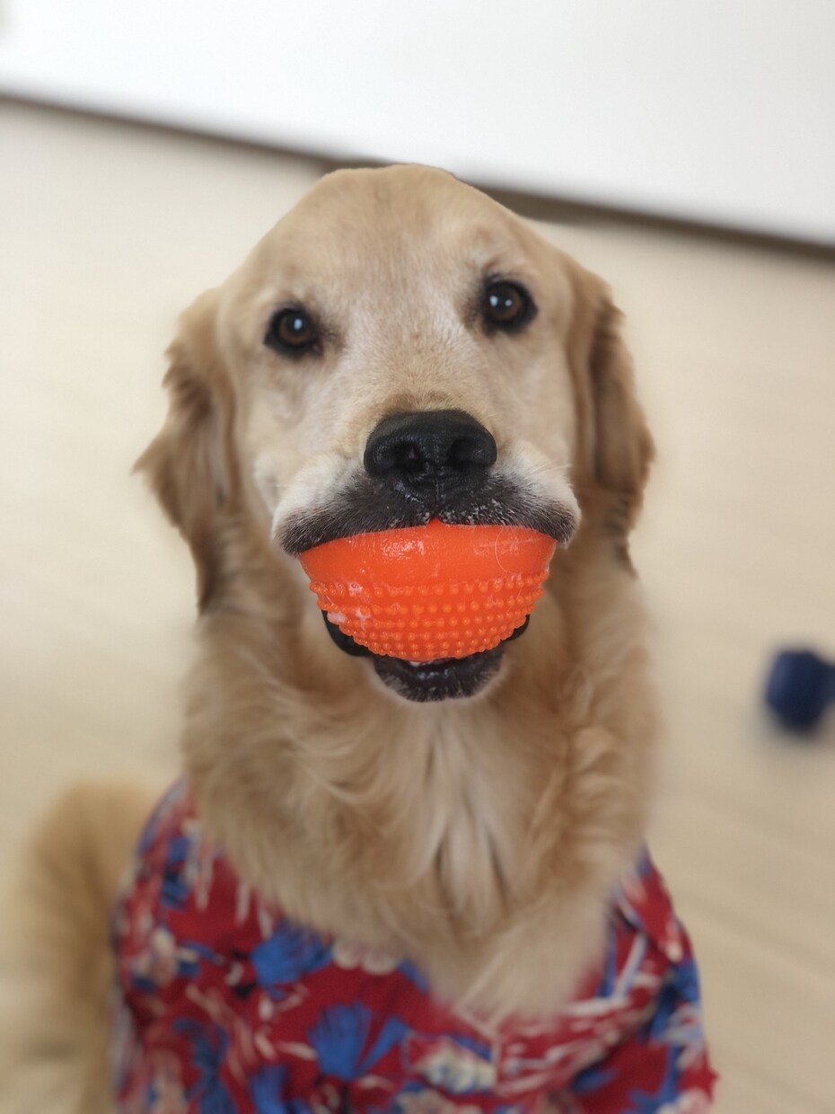 ドッグトレーナーが愛犬との向き合い方を教えます ワンちゃんについての悩みを解決しよう！ イメージ8
