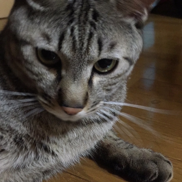 猫ちゃんに関する事を伝えます 猫ちゃんの困った事やクセ  脱走  なんでも  相談します イメージ1