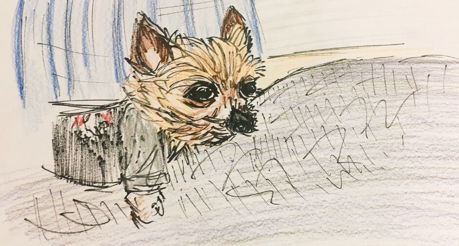 動物イラスト描きます 手描きでポップに可愛く仕上げます イメージ4