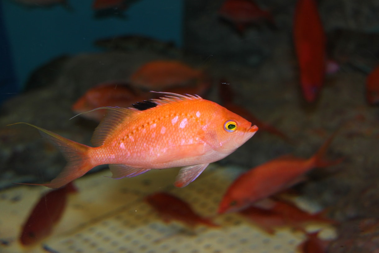 魚についての記事を詳しく書きます 現水族館飼育員が魚の魅力をお伝えします。 イメージ1
