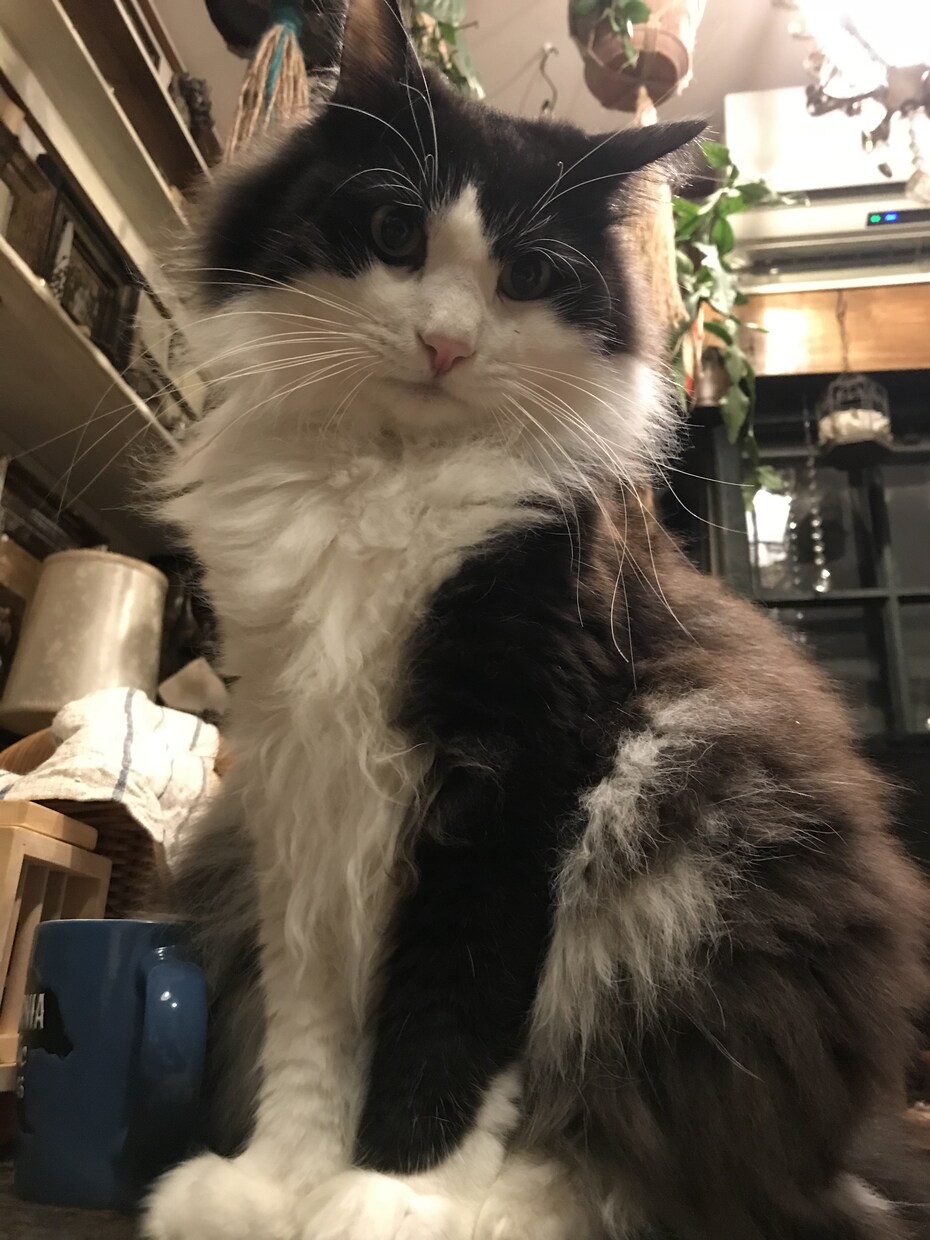 可愛い猫ちゃんの写真提供します 著作権不要の猫ちゃんの写真が欲しい方必見です。 イメージ8