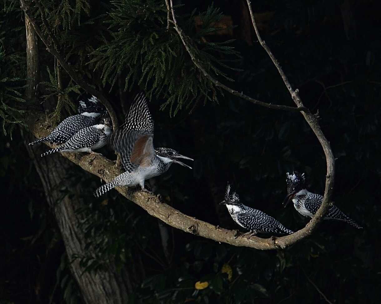 野鳥の写真を提供します 日本で見られる野鳥を季節を問わず撮影しています。 イメージ3
