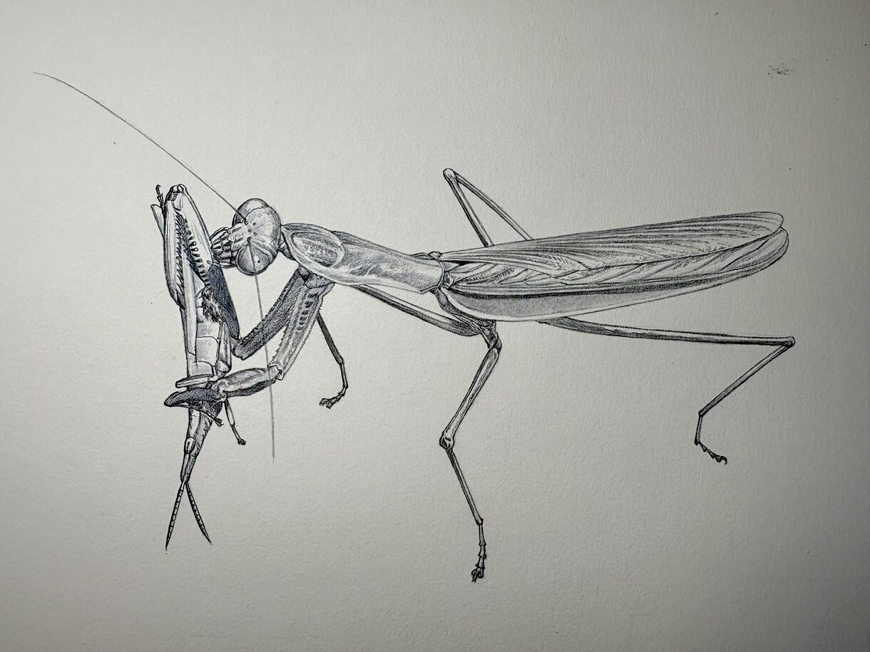 プロが世界に一枚のリアルなペット鉛筆画を描きます 昆虫・魚類・両生類・爬虫類・鳥類・哺乳類まで全対応します イメージ6