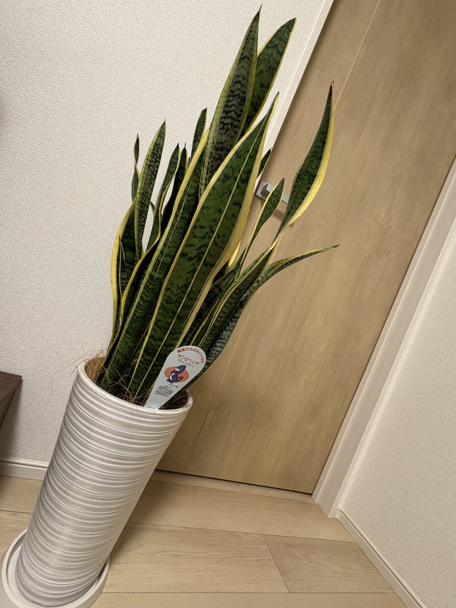 あなたの空間に合う観葉植物を選定・提案いたします お部屋やお庭の植物の種類・置き場所・鉢までご提案します イメージ4