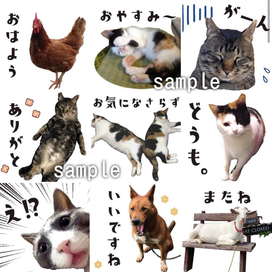ペットのお写真でLINEスタンプ8個制作します 作成～申請までお任せください♪ イメージ4