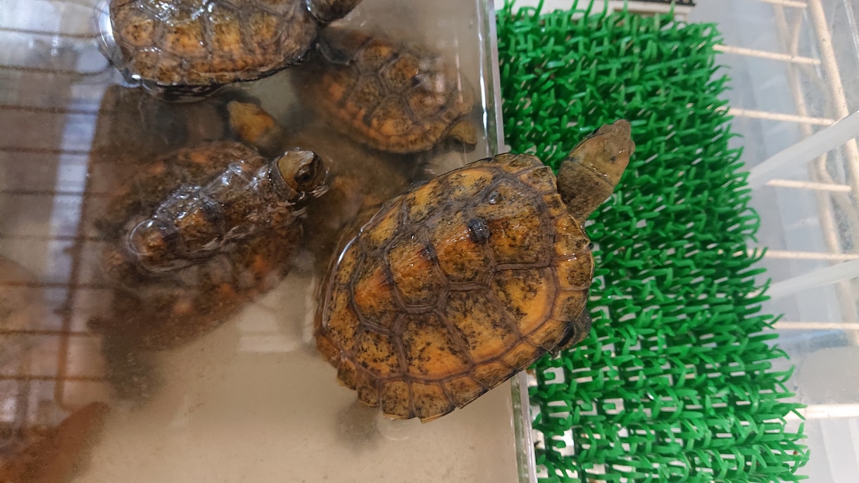 亀について困ったら相談に乗ります 亀を100匹以上飼育しているので出来る限り対応致します イメージ1