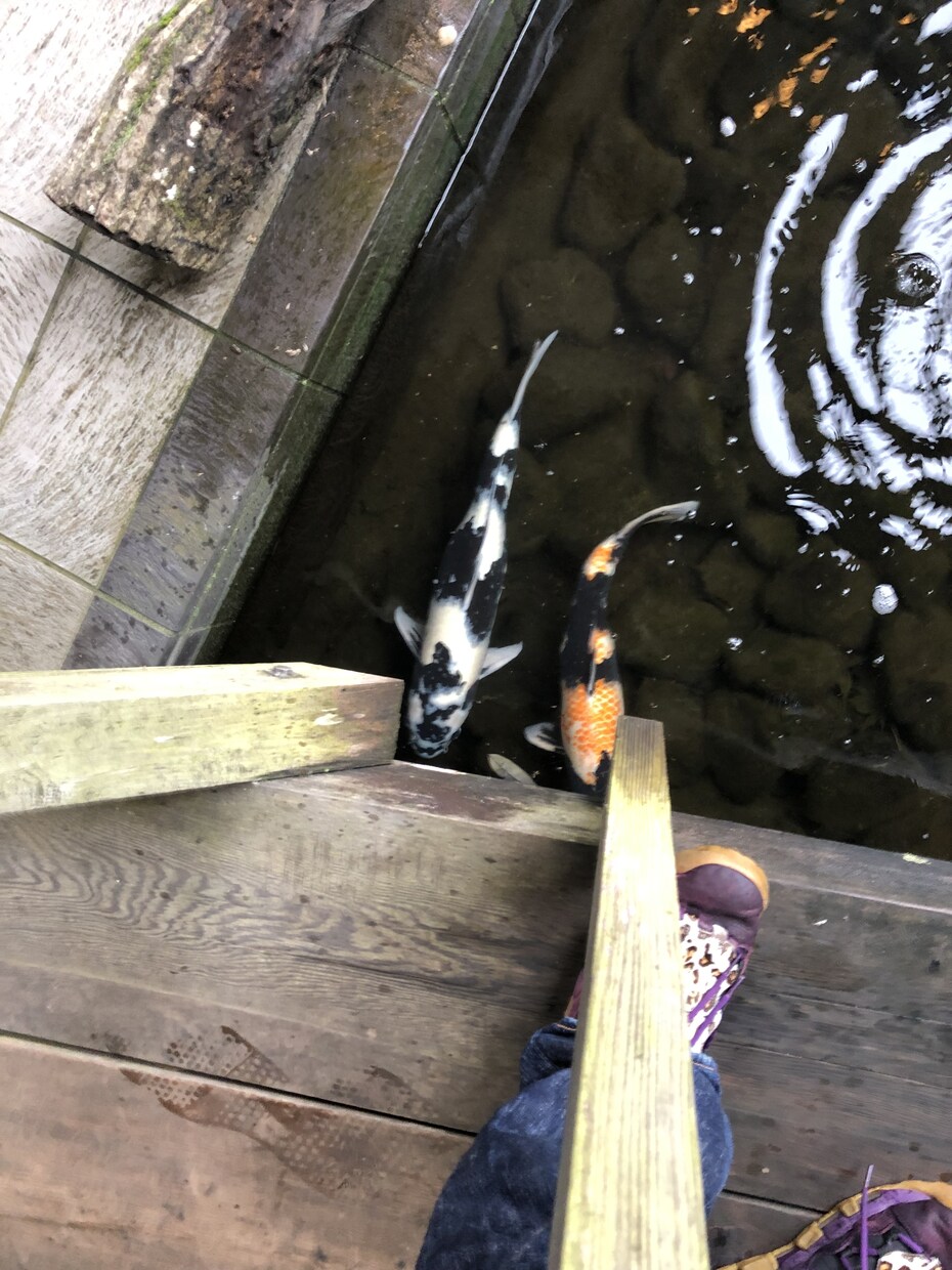 生き物の飼い方教えます 昆虫、両生類、魚類、こちらに関して知識がありますのでご相談を イメージ1