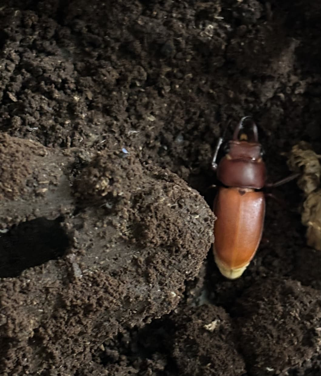 クワガタやカブトムシの飼育の相談に乗ります クワガタとカブトムシの飼育やブリードの相談に乗ります。