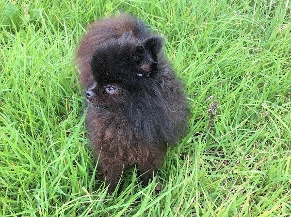 飼っているペットの気持ちをお伝えいたします どんなことを想って生活をしているのか聞いてみたい飼い主さまヘ イメージ1