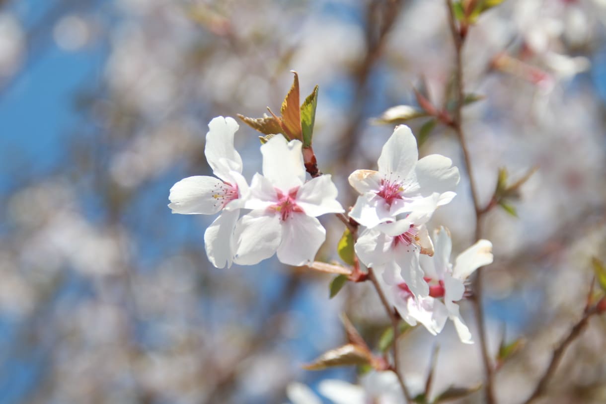 春の写真販売します 桜や梅の花、集めていらっしゃる方にぜひおすすめです！ イメージ1
