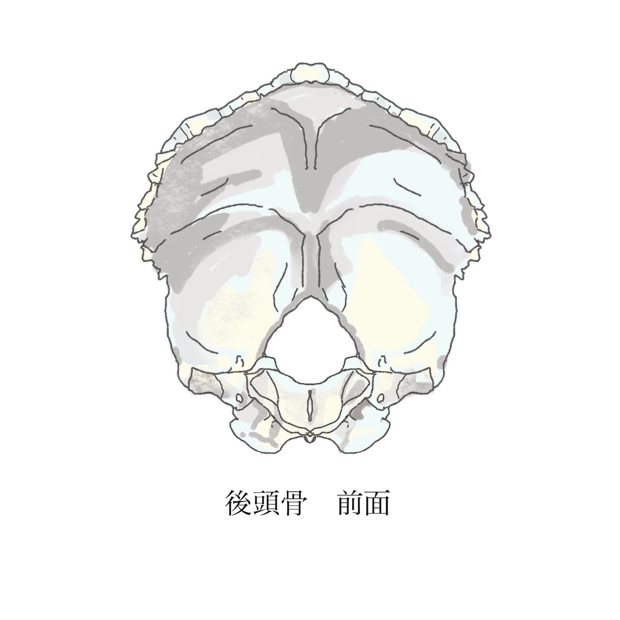 医学的知識に基づき様々な解剖学イラストを描きます テキスト・教本納品実績あり！商用OK！ イメージ10