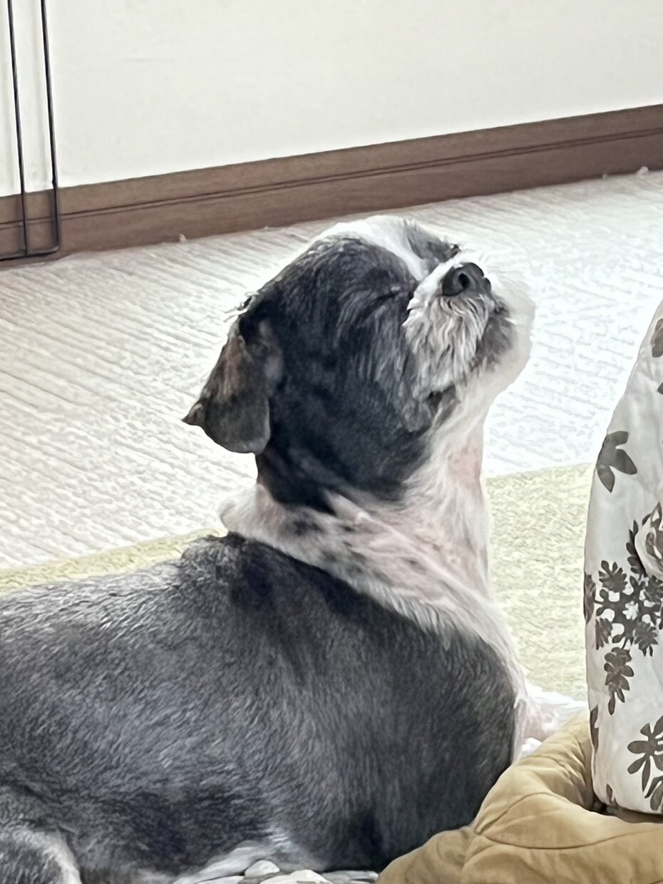 大切なペットちゃんの思い出をイラストにいたします お気に入りの写真をイラストにし、オリジナルグッズなどにも！ イメージ2