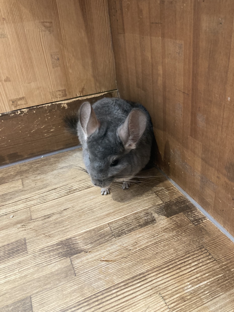 愚痴や悩み、恋愛相談、人間関係のお話お聞きます 心の声、いつでもここで。気軽に話せる安心のひととき イメージ5