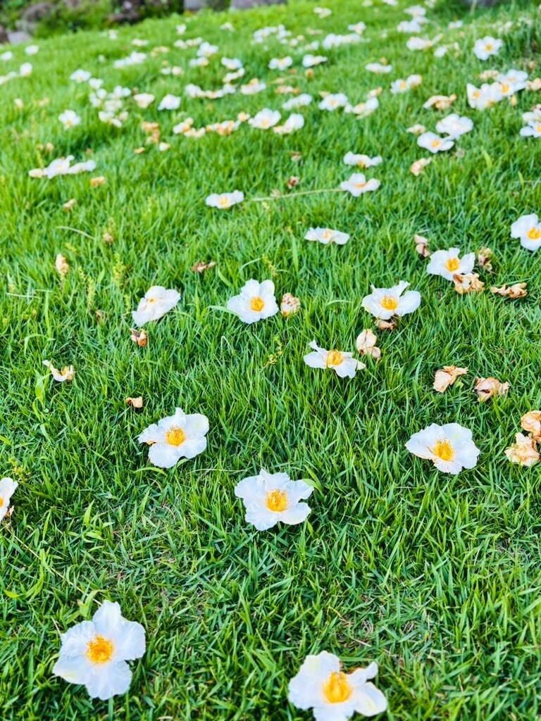 しんどい気持ち、チャットでゆっくり聞きます うまく話せなくても大丈夫今の気持ち、そのままで受け止めます イメージ1
