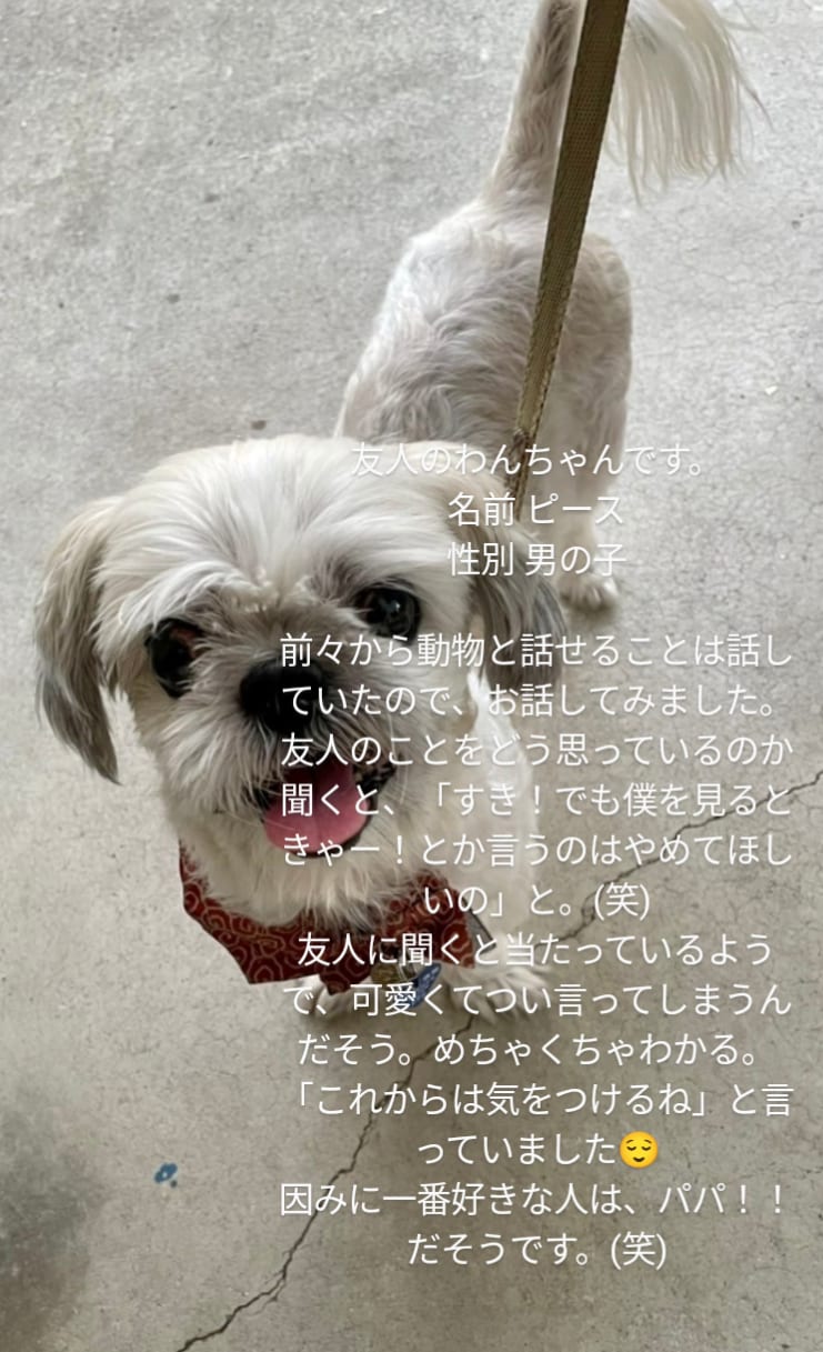 動物さんのお話を翻訳してお伝えします その質問、翻訳します！！理解することで深まる絆 イメージ3