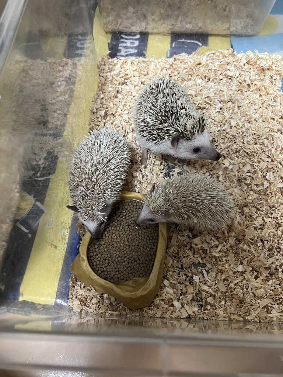 初めてハリネズミを飼いたい人にアドバイスします ハリネズミブリーダー歴8年の実績を活かして飼い方をサポート！ イメージ1