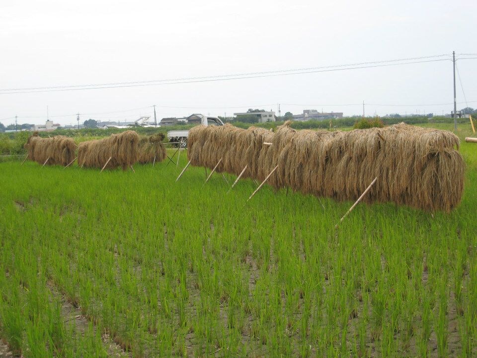 無農薬の米作してみませんか　できない方も必見です イメージ1