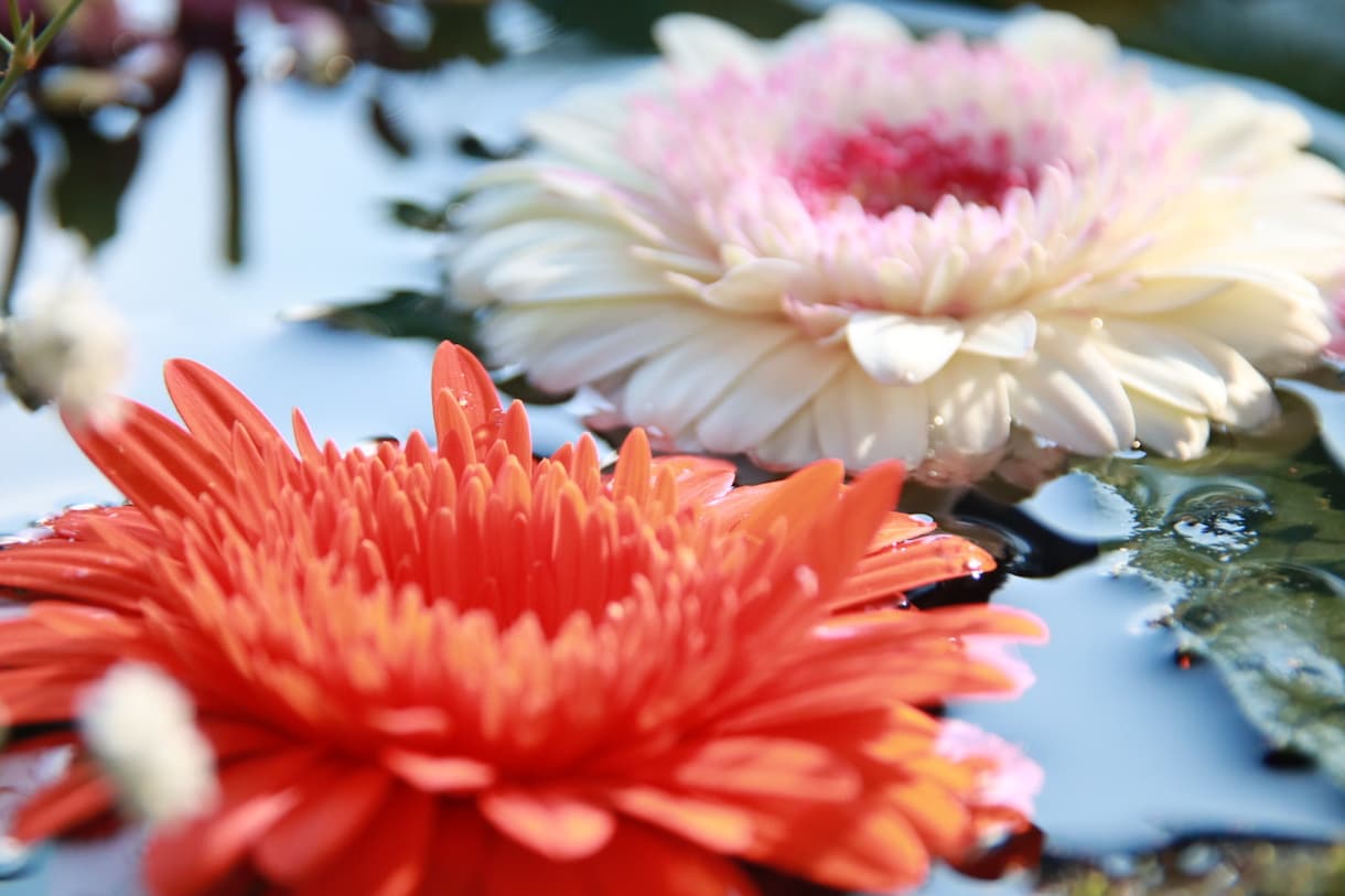 お花の写真販売します 季節の花の写真やイルミネーションいかがですかぁ？ イメージ1