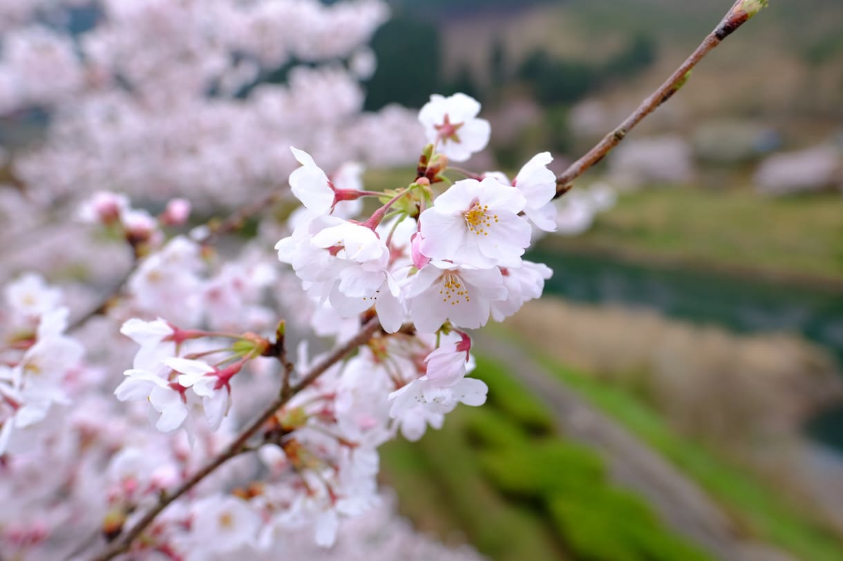 エモい写真、動画作りたい方、私がやります 安い、早い、上手いこれを満たすサービスを提供します！ イメージ2