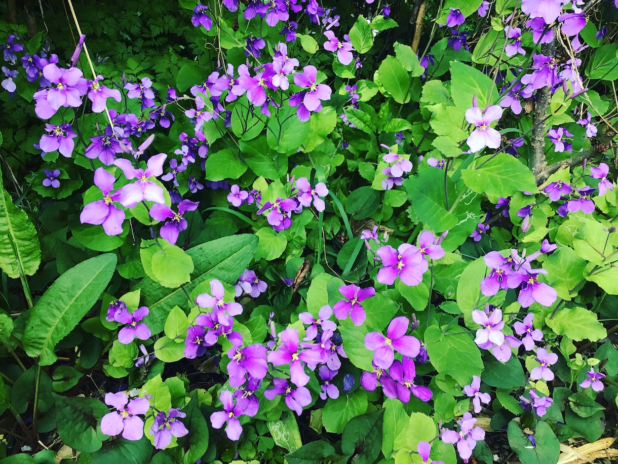 フラワーエッセンスセラピーのカウンセリング致します 可憐な野草の癒しを貴方に　悩み事ご相談下さい。 イメージ4