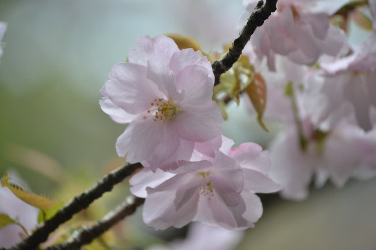 写真の色補正・加工・トリミングなどの編集をします 様々な写真を自然な色味で丁寧に編集いたします。 イメージ2