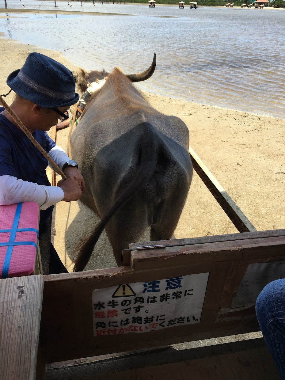 沖縄観光→那覇から名護まで/レンタカー/自然/ます 沖縄をどう観光したらいいか旅行の計画を一緒に立てます！ イメージ2