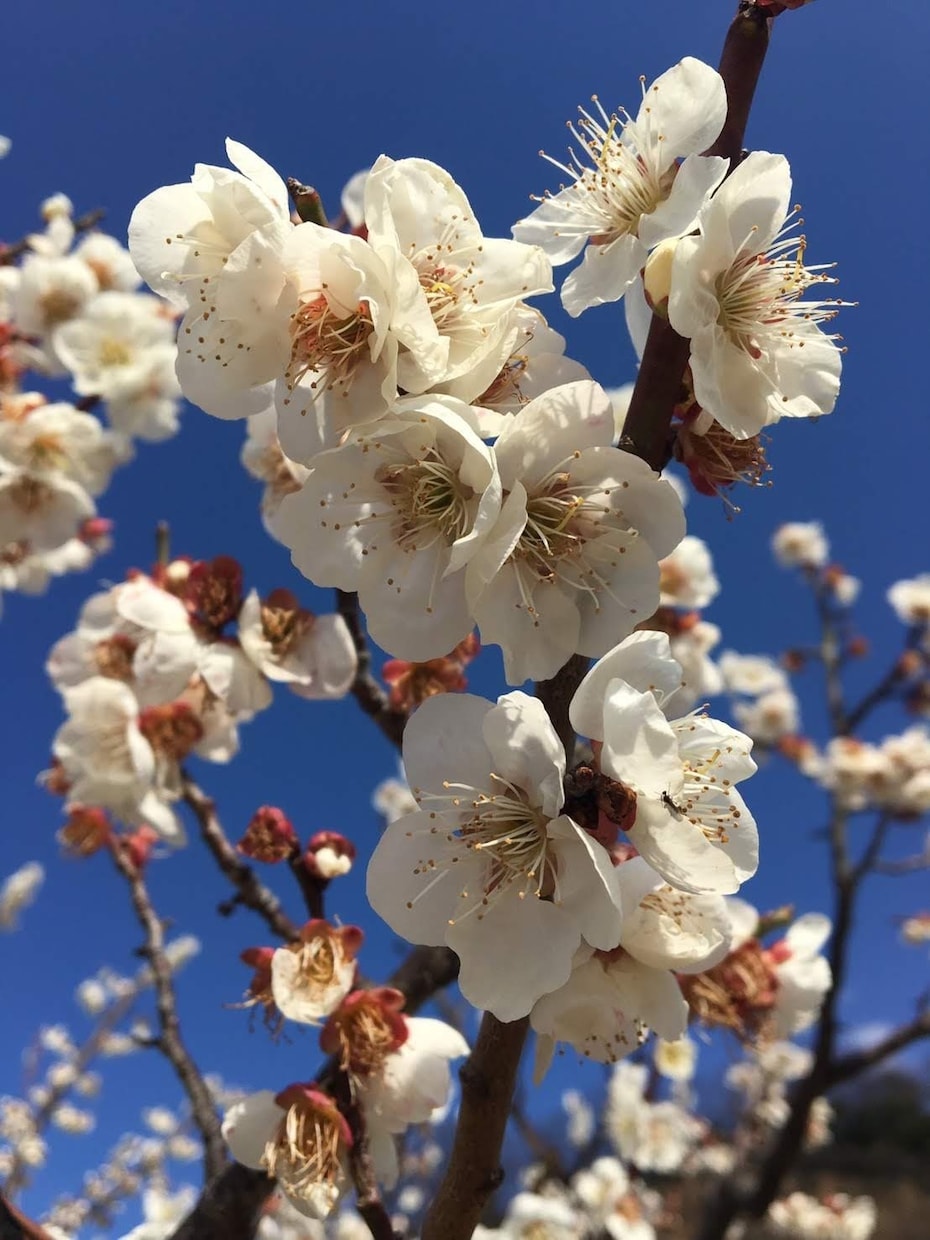 あなたの話したいを聞きます あなたの心に寄り添います(*^^*) イメージ3