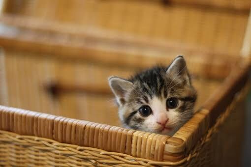 猫のご相談お聞きします 仔猫の困った！のご相談お聞きします イメージ1