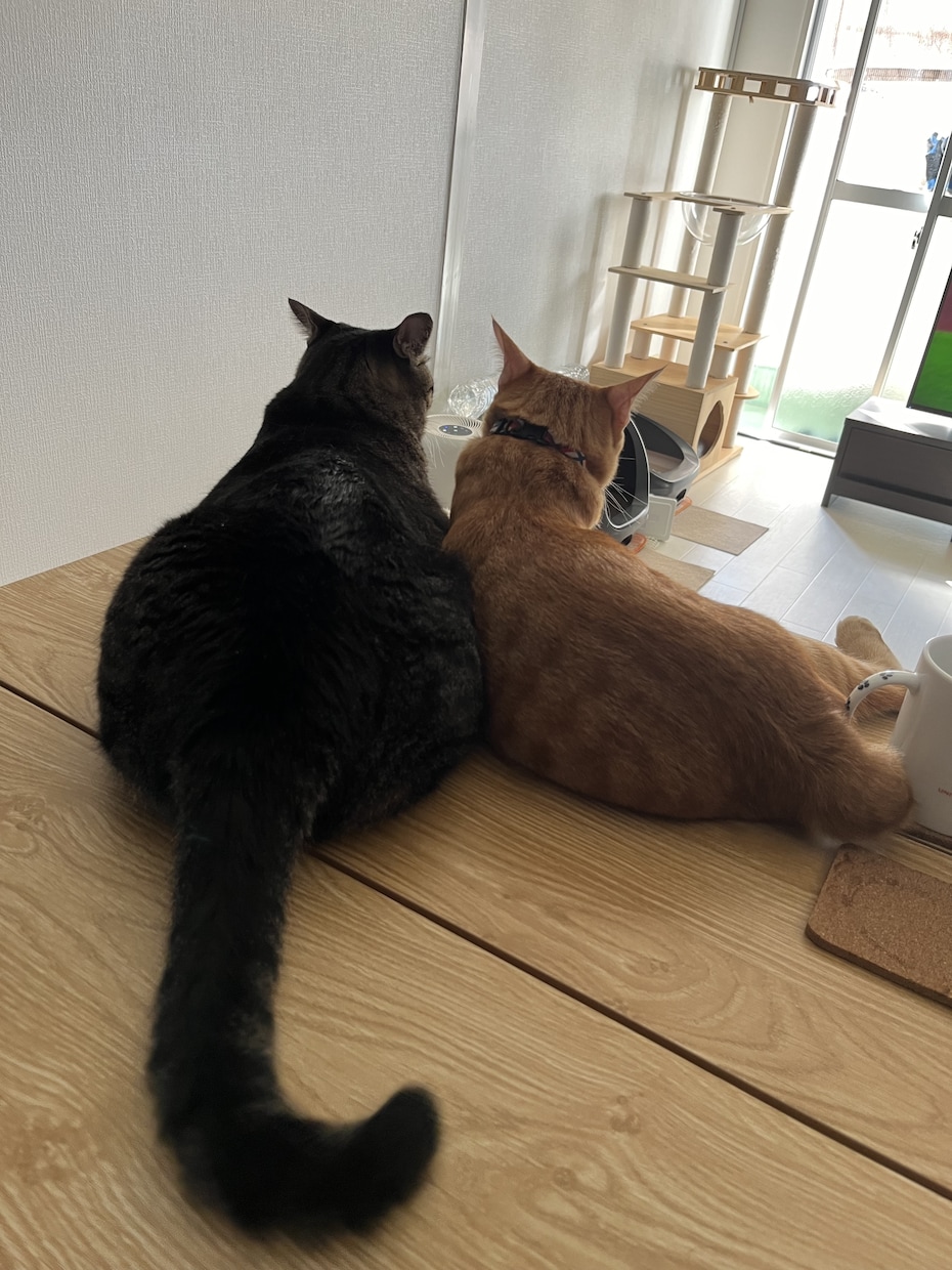猫や犬のことで不安な気持ちを一人で抱えず聞きます 不安や迷いを安心して話せる場所です イメージ1